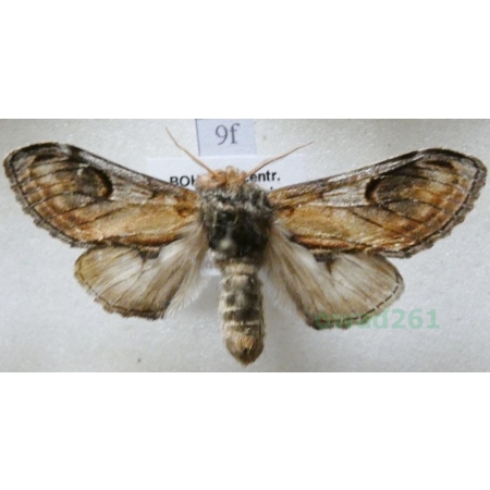 Notodonta ziczac (Linnaeus, 1758) male Garbatka zygzakówka Czech9f